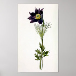 Pôster Ilustração Vintage "Anemone Pulsatilla"