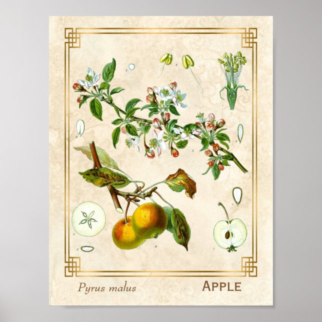 Poster Ilustração Vintage Apple Fruta Botânica Floral (Frente)