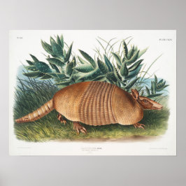 Poster Ilustração Vintage Armadillo