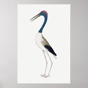 Poster Ilustração Vintage Caça-de-pescoço-preto