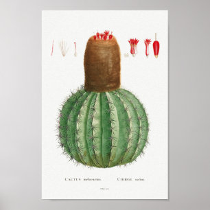 Poster Ilustração Vintage Cactus