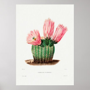 Poster Ilustração Vintage Cactus