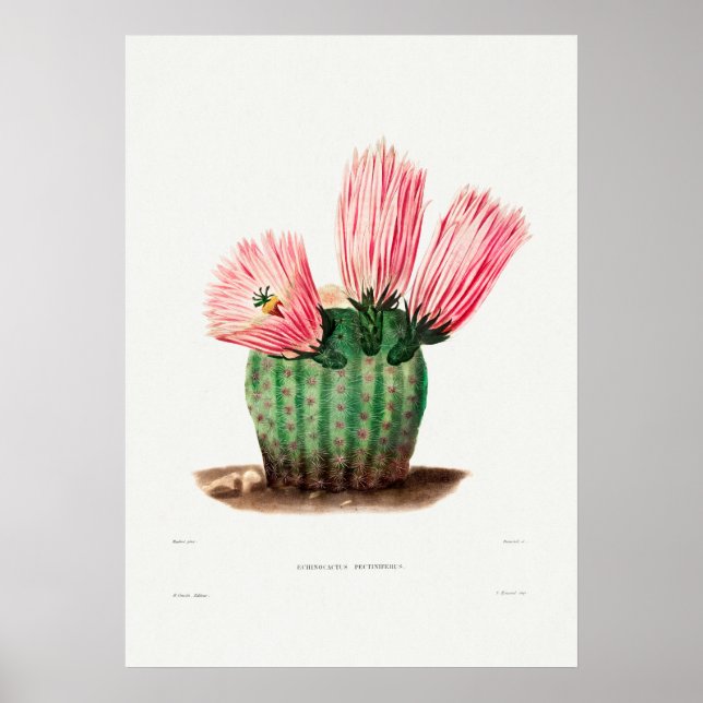 Poster Ilustração Vintage Cactus (Frente)