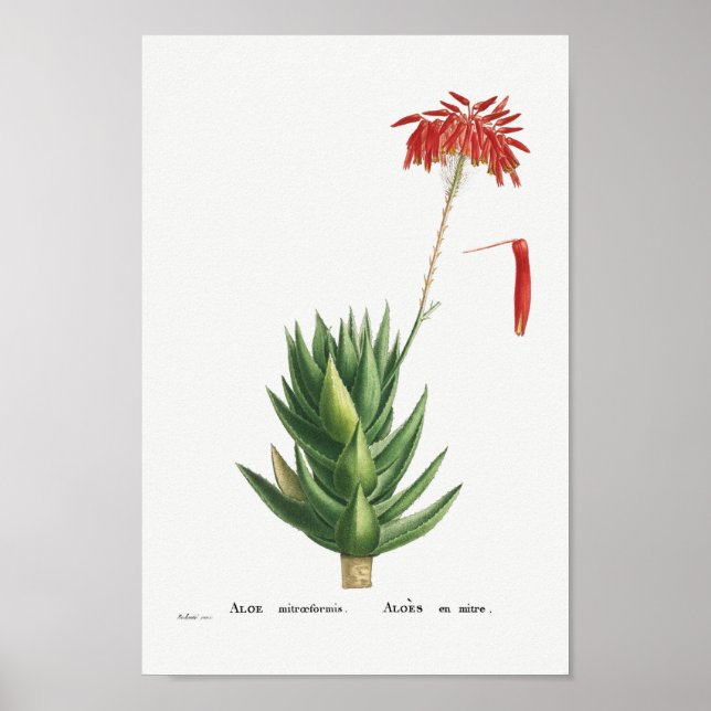 Poster Ilustração Vintage Cactus (Frente)
