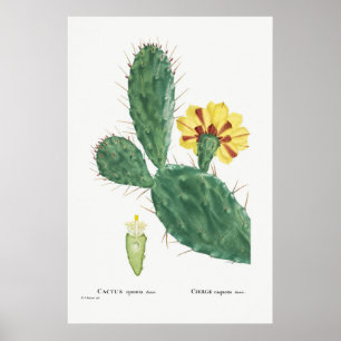 Poster Ilustração Vintage Cactus
