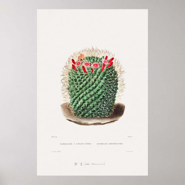 Poster Ilustração Vintage Cactus (Frente)
