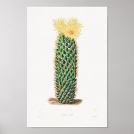 Poster Ilustração Vintage Cactus