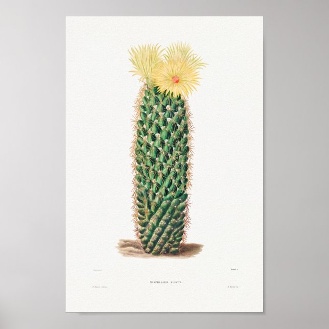 Poster Ilustração Vintage Cactus (Frente)