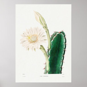 Poster Ilustração Vintage Cactus