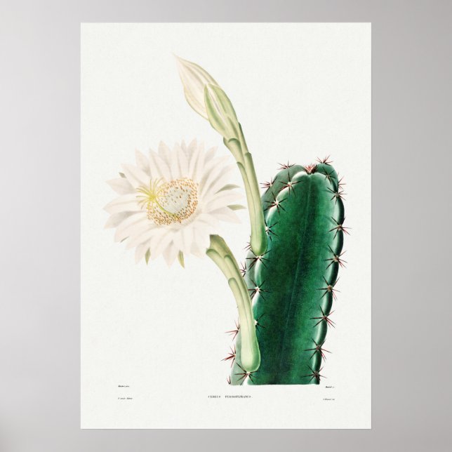 Poster Ilustração Vintage Cactus (Frente)