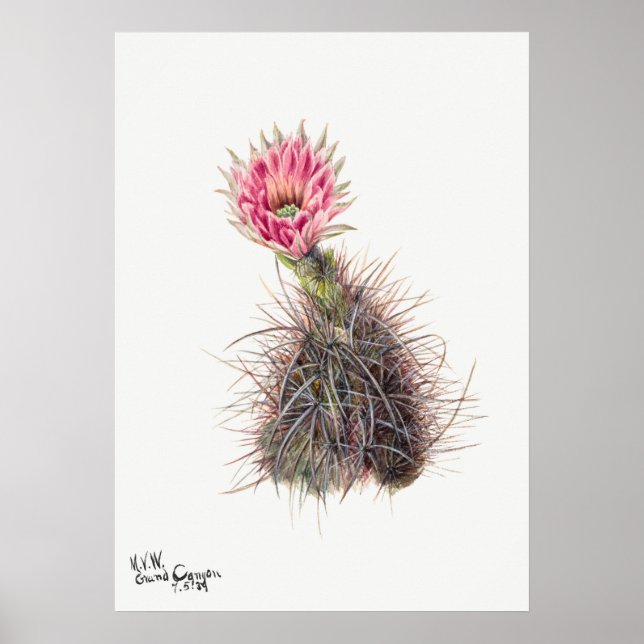 Poster Ilustração Vintage Cactus (Frente)
