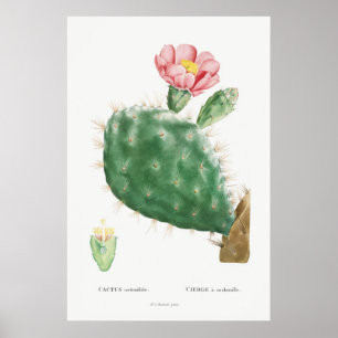 Poster Ilustração Vintage Cactus