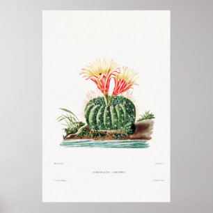 Poster Ilustração Vintage Cactus