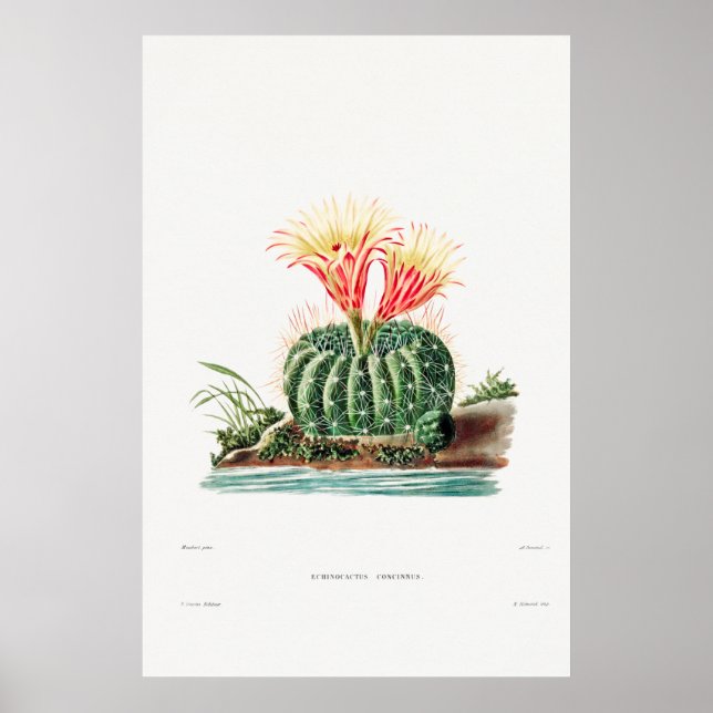 Poster Ilustração Vintage Cactus (Frente)
