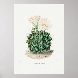 Poster Ilustração Vintage Cactus