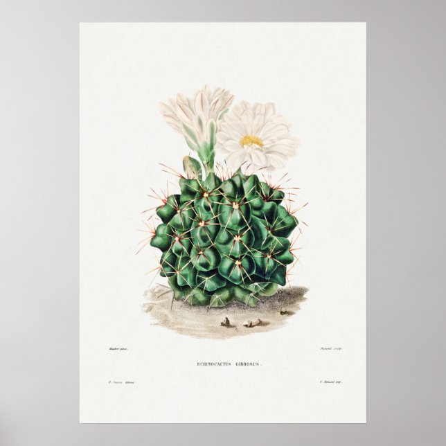 Poster Ilustração Vintage Cactus (Frente)