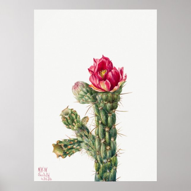 Poster Ilustração Vintage Cactus (Frente)
