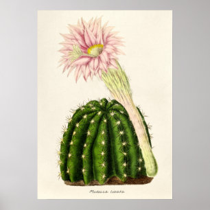 Poster Ilustração Vintage Cactus