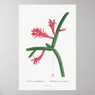 Poster Ilustração Vintage Cactus