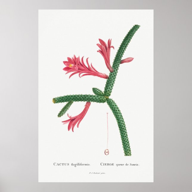 Poster Ilustração Vintage Cactus (Frente)