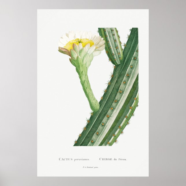 Poster Ilustração Vintage Cactus/Succulent (Frente)