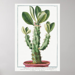 Poster Ilustração Vintage Cactus/Succulent
