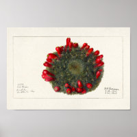 Ilustração Vintage Cactus/Succulent