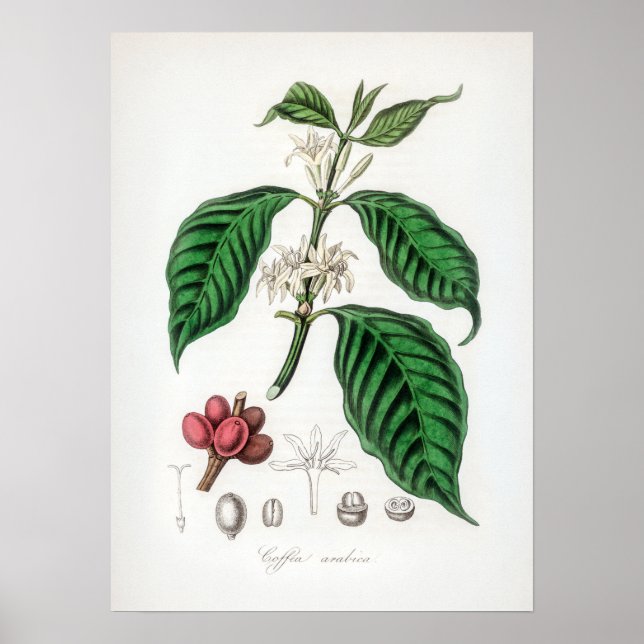 Poster Ilustração Vintage Coffea arabica (Frente)