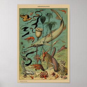 Poster Ilustração Vintage da Vida Marinha