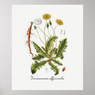 Pôster Ilustração Vintage Dandelion