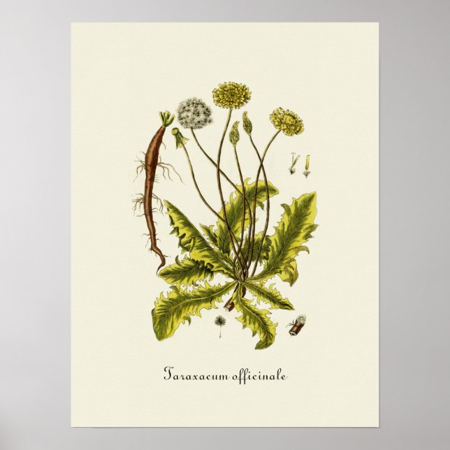 Pôster Ilustração Vintage Dandelion (Frente)