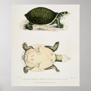 Poster Ilustração Vintage das tartarugas/tartarugas