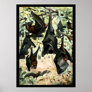 Poster Ilustração vintage de academia de morcegos raposas