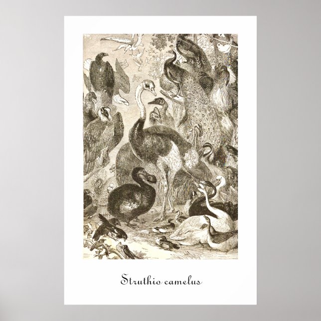 Pôster Ilustração Vintage de Avestruz Struthio camelus (Frente)
