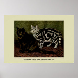 Poster Ilustração Vintage de Gatos