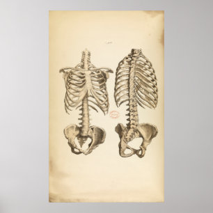 Pôster Ilustração Vintage de Ossos do tronco