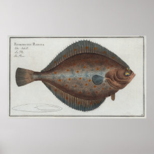 Poster Ilustração Vintage de Peixes Solares (1785)