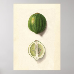 Poster Ilustração Vintage de um Limão