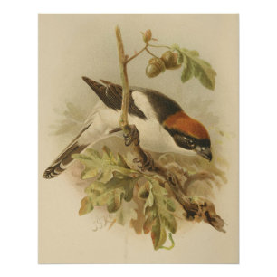 Pôster Ilustração Vintage de Woodchat Shrike