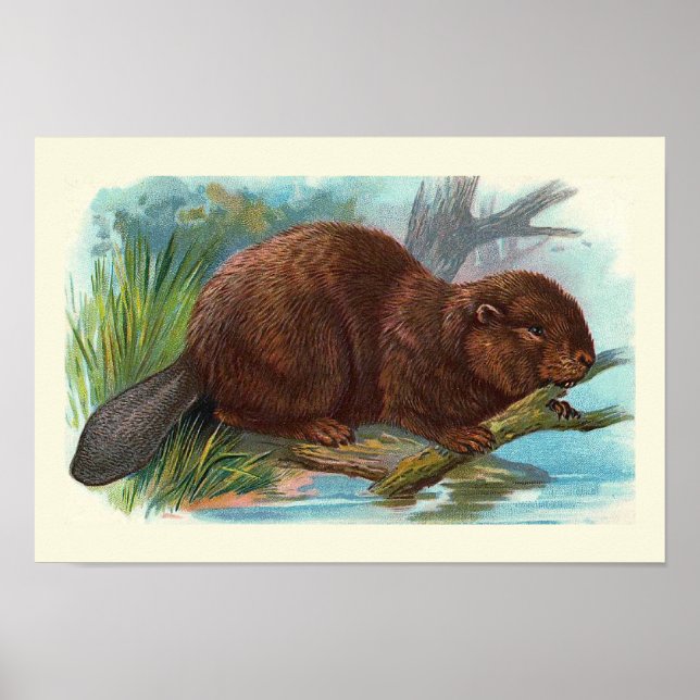 Poster Ilustração Vintage do "Beaver" (Frente)
