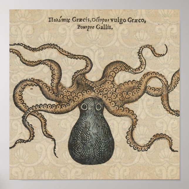 Poster Ilustração Vintage do Kraken Polvo (Frente)