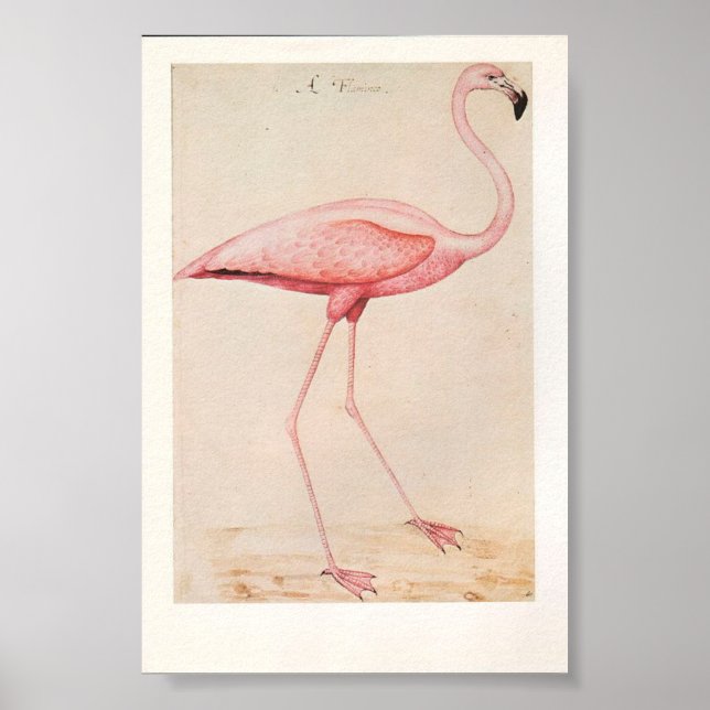 Poster Ilustração Vintage Flamingo (Frente)