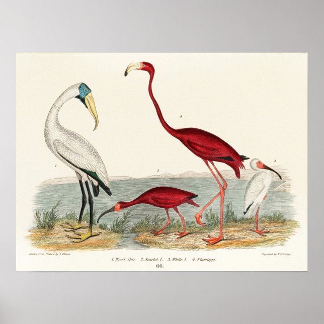 Poster Ilustração Vintage Flamingo (Frente)