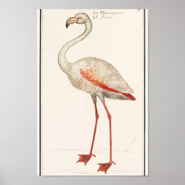 Poster Ilustração Vintage Flamingo (Frente)