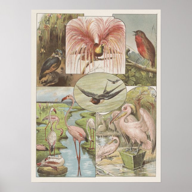 Poster Ilustração Vintage Flamingo (Frente)