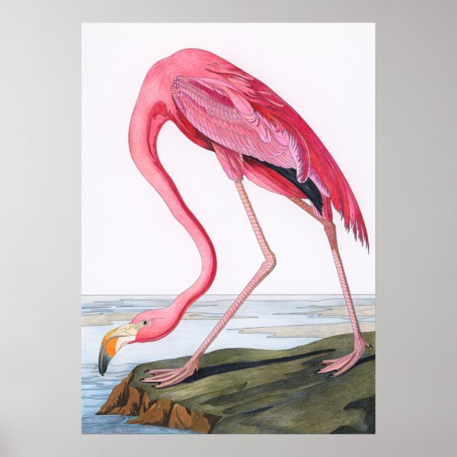 Poster Ilustração Vintage Flamingo (Frente)