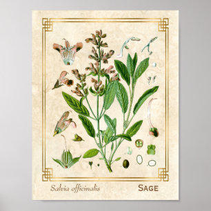 Poster Ilustração Vintage Herb Plant Sage Arte Botânic