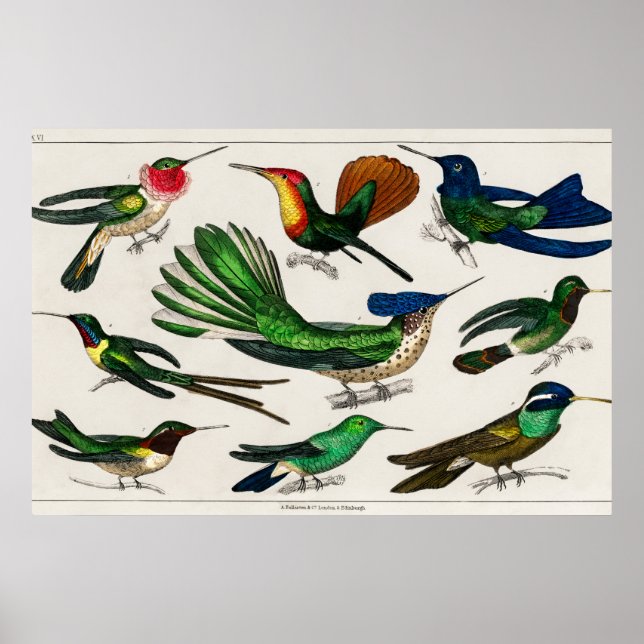 Poster Ilustração Vintage hummingbird (Frente)