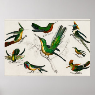 Poster Ilustração Vintage hummingbird