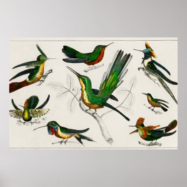 Poster Ilustração Vintage hummingbird (Frente)